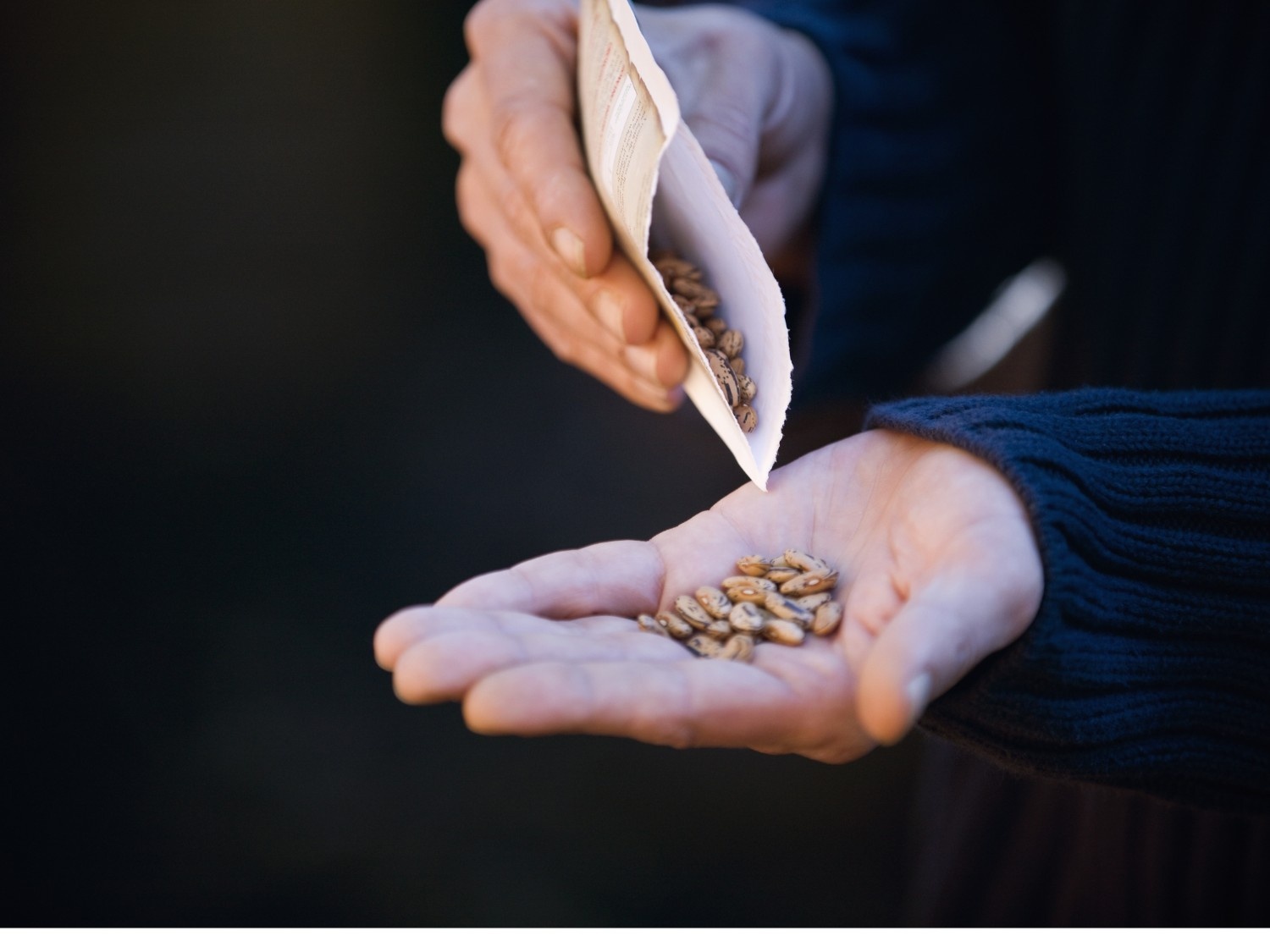 📢 Semillas de curiosidad