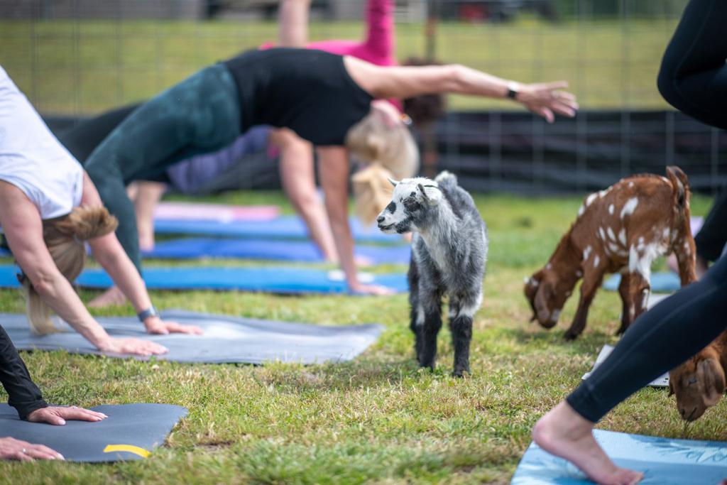 Yoga de animales